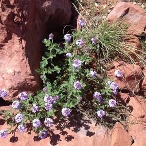 Meet your Posher, Jo